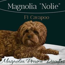 Nolie - Cavapoo