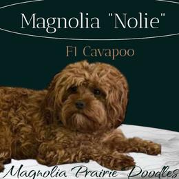 Nolie - Cavapoo