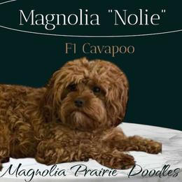 Nolie - Cavapoo