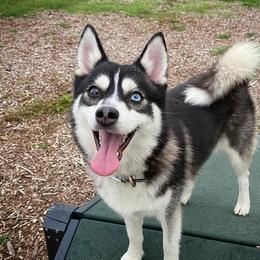 Kava - Pomsky
