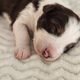 Rex - Red tri-color male Australian Shepherd puppy in Mountain Grove, Missouri from K Bar H Farms