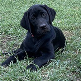 Labrador Retriever Puppies from Coram Deo Retrievers