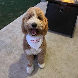 Marley - Goldendoodle