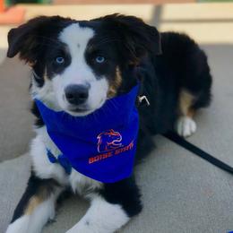 Ollie - Miniature Australian Shepherd