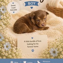 Sunny - Red tri male Miniature Australian Shepherd puppy in Idalou, Texas from Lonesome Pine Mini Aussies