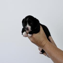 Audrey - Black & white female Miniature Australian Shepherd puppy in White Oak, Texas from Triple Lake Ranch Miniature Australian Shepherds