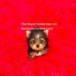 Yorkshire Terrier Puppies from The Royal Yorkie Den LLC
