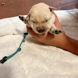 Light Blue - Yellow female Labrador Retriever puppy in At Henry, Ohio from Hickory Creek Labs