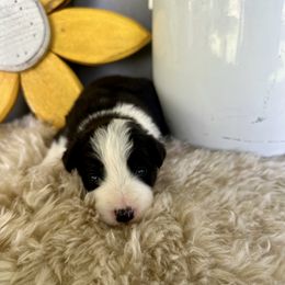 Holden - Black and white male Border Collie puppy in Lakeview, Michigan from Haven Creek Farm