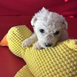 Ozzy - Blue collar - White male Bichon Frise puppy in 63101 (St. Louis Metro Area), Missouri from BichonSTL