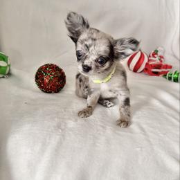 Marbles - Merle female Chihuahua puppy in Williamsburg, Virginia from PAWSitive Cheeky Chihuahuas
