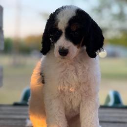 Burt - Parti male Poodle puppy in Waco, Texas from Poodle Paradise