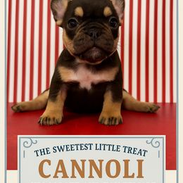 Cannoli - female French Bulldog puppy in Utah from HM Kennels