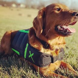 Golden Retrievers from Keystone Working Dogs