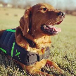 Golden Retrievers from Keystone Working Dogs