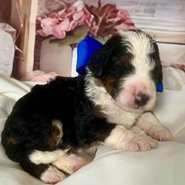 Blue Boy - Tri-color male Bernedoodle puppy in The Woodlands, Texas from Gracie's Goldendoodles and Bernedoodles of The Woodlands