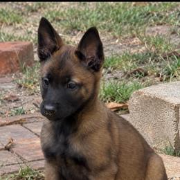 Dark Sable Girl - Black sable female Belgian Malinois puppy in Dallas, Texas from Kaizen Ruach Malinois