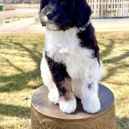 Boy 5 - Tri-color male Bernedoodle puppy in Salt Lake County, Utah from Coco Avenue Pups