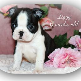 Boy 2- Ziggy - Black and white male Boston Terrier puppy in North Central, Vermont from Windy Valley’s Bostons