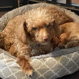Delly - Poodle