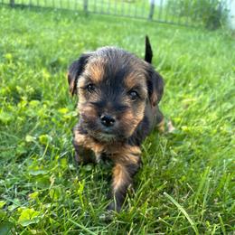 Girl 5 - Blue and gold female Yorkshire Terrier puppy in Marion, Indiana from Brandon's Yorkshire Terriers