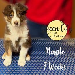 Maple (yellow) - Red tri-color female Australian Shepherd puppy in Falmouth, Kentucky from Queen City Farm
