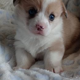Pembroke Welsh Corgi Puppies from Amatskennel - Stubby Tails Ranch