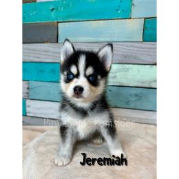 Jeremiah - Black and white male Pomsky puppy in Krum, Texas from Paw-Some Pomskies