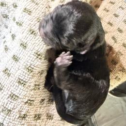 Ace - Black male Shih Tzu puppy in Escondido, California from CRUZ Canines's Shih Tzus