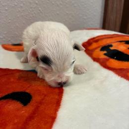 Duncan - White male Havapoo puppy in Brookings, South Dakota from Hofer Pups