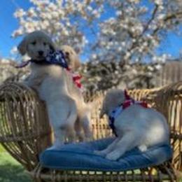 Golden Retriever Puppies from David Cearlock's Golden Retrievers