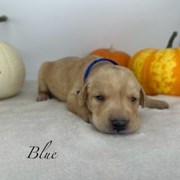 Yellow males - Yellow male Labrador Retriever puppy in Sherrard, Illinois from Gochee Labs