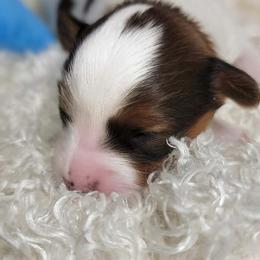 Axel - White black and tan male Papillon puppy in Conetoe, North Carolina from Southern Belle's Biewer Terriers & Papillons