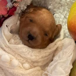"Pink lady F1b petite/mini goldendoodle apple litter”" Goldendoodle and Poodle Puppies from Winchester Hills Poodles and Doodles