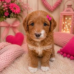 Josie Joy - Red  female Goldendoodle puppy in Valdosta, Georgia from Designer Doodles of South GA