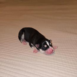 Girl 4 - Black and white female Siberian Husky puppy in Canton, Georgia from Mayhemhuskies