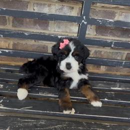 Eleven - Tri-color female Bernedoodle puppy in Cartersville, Georgia from Simply Blessed Doodles