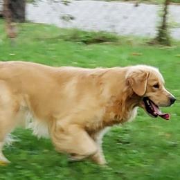 Golden Retriever All Grown Up from Bryeridge Goldens