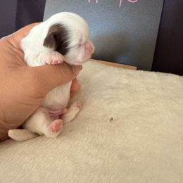 Ariel - Liver and white male Shih Tzu puppy in Apple Valley, California from Garcia_shihtzu