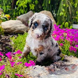 Ruth - Blue merle female Bernedoodle puppy in Bowling Green, Ohio from FDF Pyredoodles & Bernedoodles