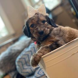 Bernedoodle and Bordoodle Puppies from Divine Doodles