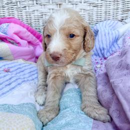 Blue collar - Apricot male Goldendoodle puppy in San Antonio, Texas from Pasatiempo Ranch