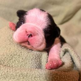 Boy 1 - Black and white male Boston Terrier puppy in West Liberty, Kentucky from 3B Kennels-Beth’s Best Boston’s