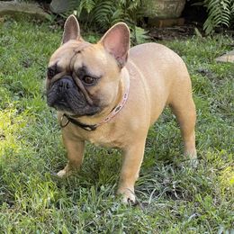 Boston Terrier and French Bulldog Puppies from JohnLee’s Boston’s and French Bulldogs