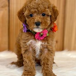 Camellia - Apricot female Poodle puppy in Salem, Oregon from Lavish Poodles
