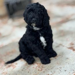 Jett - Black male Labradoodle puppy in Liberty Hill, Texas from Martin Family Doodle