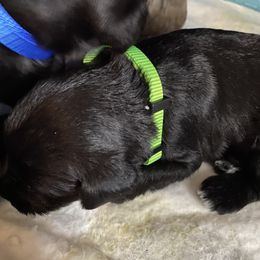 Miniature Schnauzer and Poodle Puppies from Bits & Bytes Farm