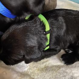 Miniature Schnauzer and Poodle Puppies from Bits & Bytes Farm