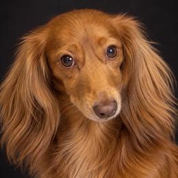 Autumn - Dachshund