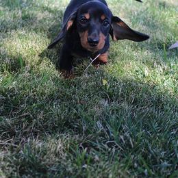 Girl 1 - Black and tan female Dachshund puppy in Craig, Colorado from Rocky Mountain Shih Tzus and Dry Creek Miniature Dachshunds